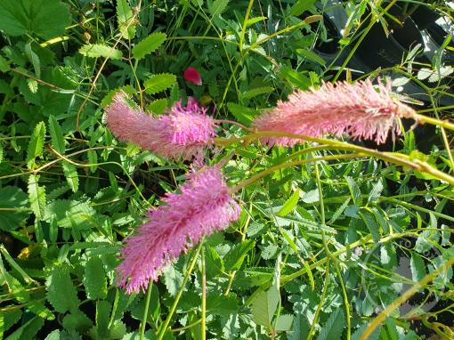Krvavec toten Pink Tanna